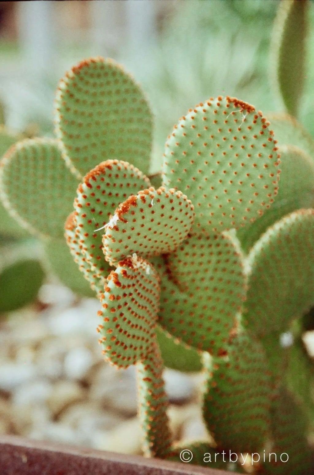 A green, spiny cactus with rounded pads and reddish-brown areoles.