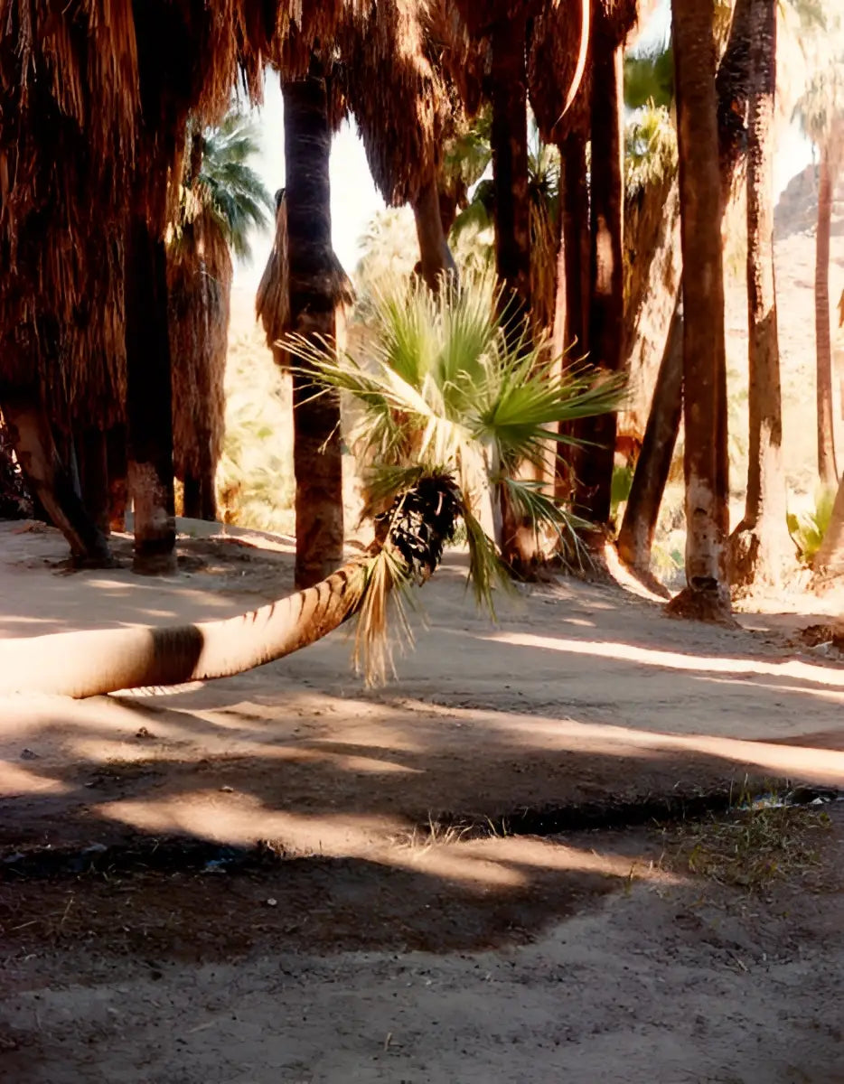 A fallen palm tree trunk with green frond on sandy ground captured on optik oldschool opticolour 200 c41 color negative film