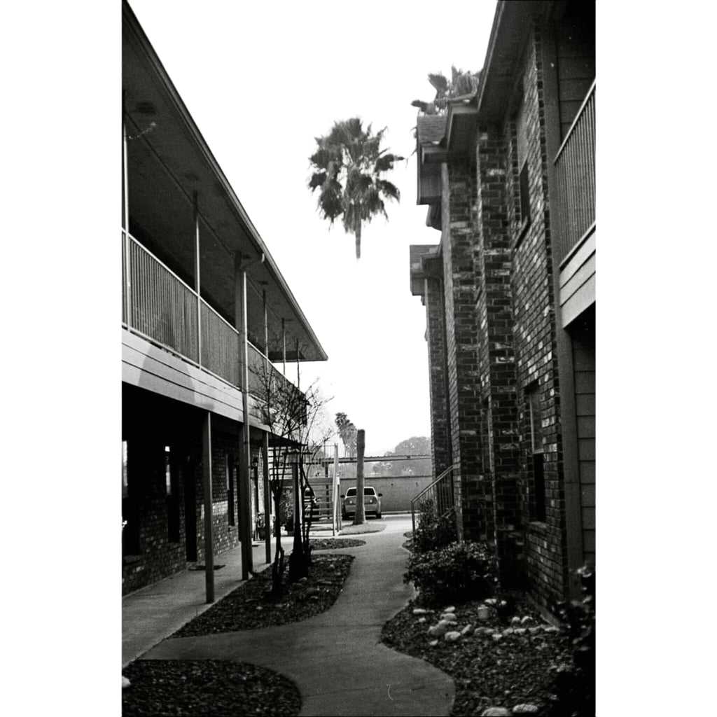 Tall palm tree standing between two brick buildings