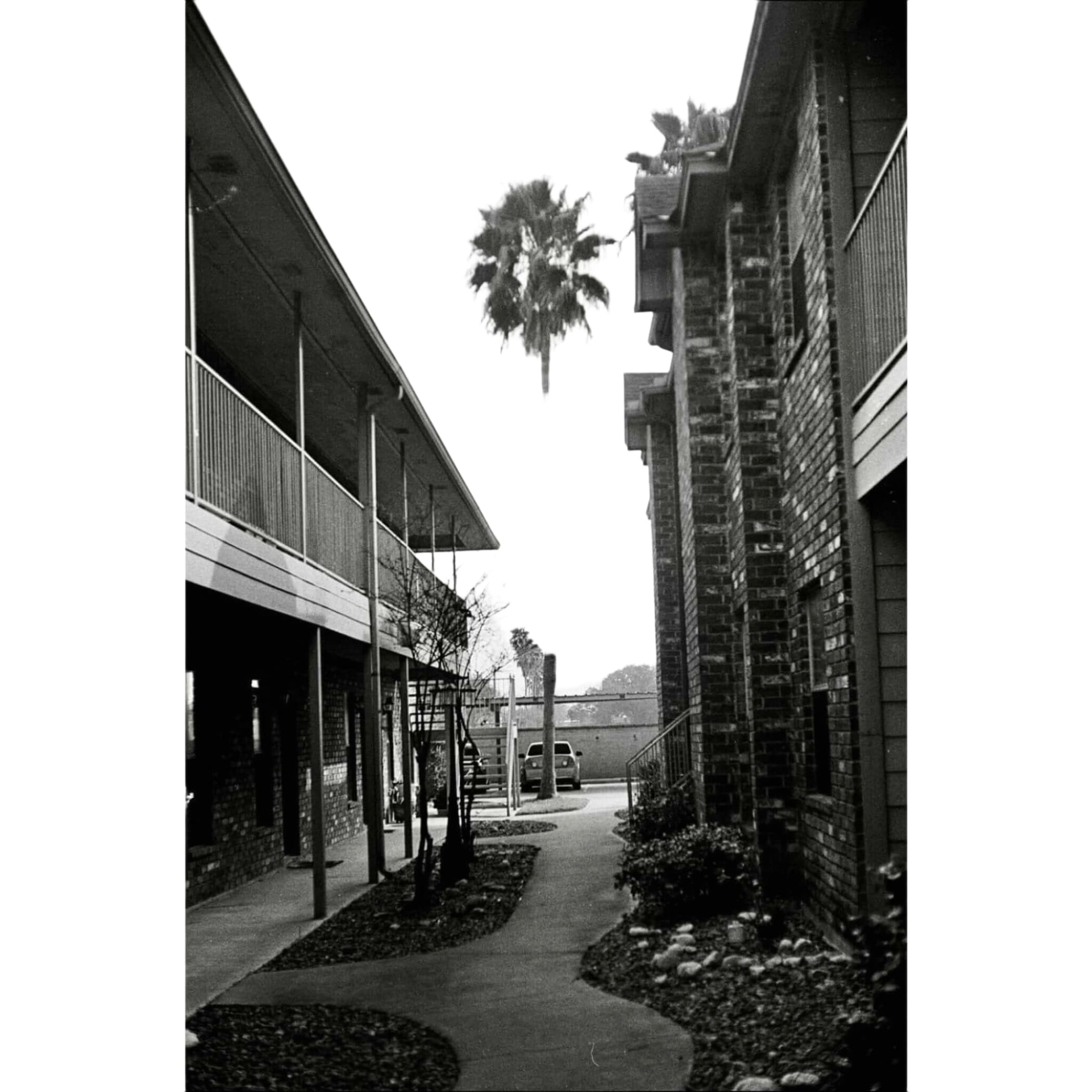 Tall palm tree standing between two brick buildings