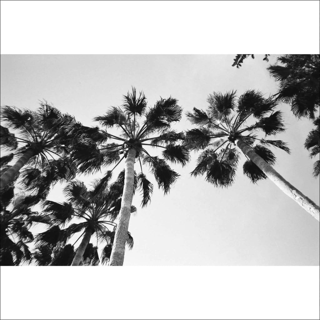 Black and white image of tall palm trees against a clear sky, showcasing their leafy crowns.