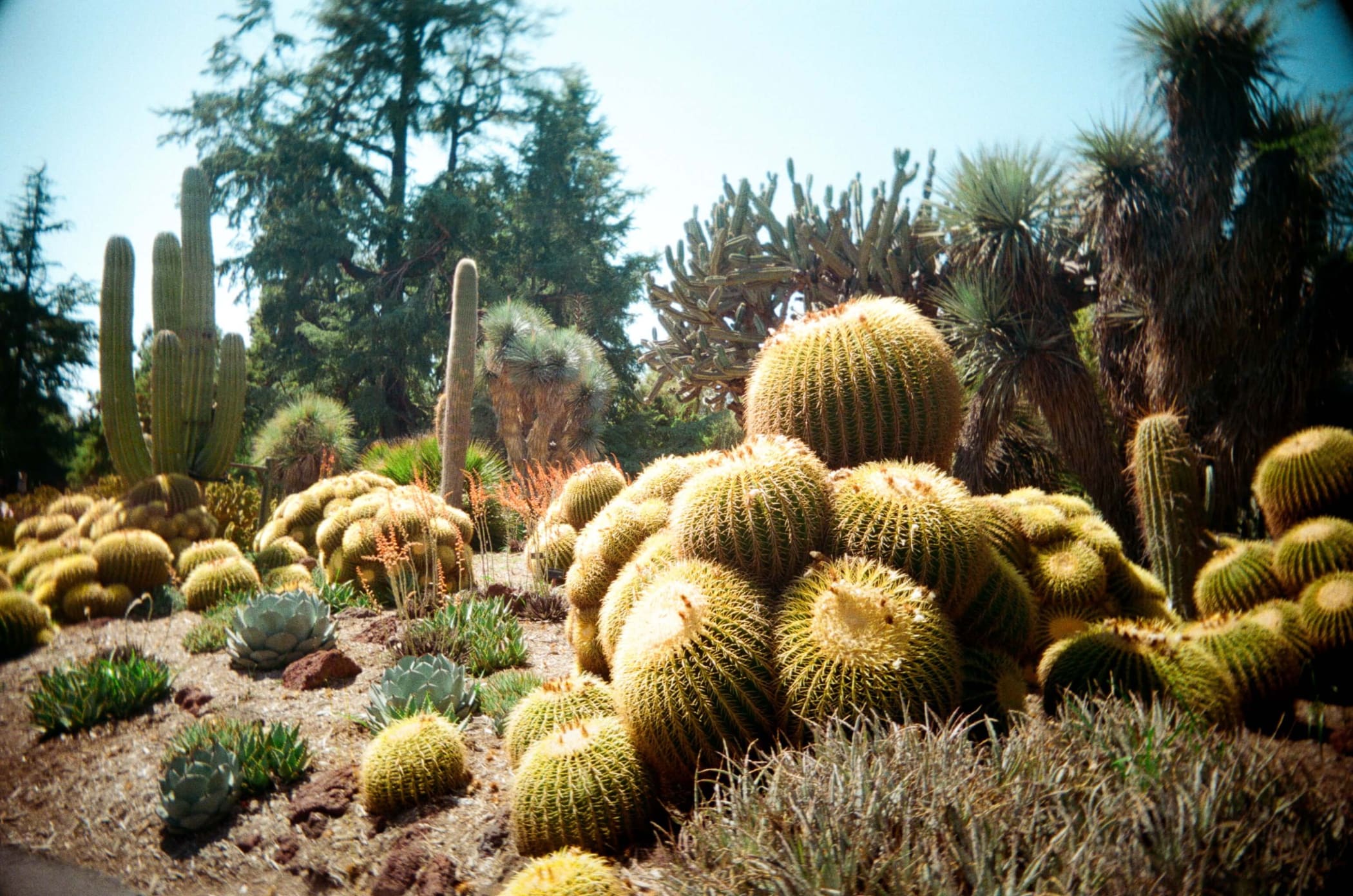 A cluster of golden-yellow, spiky barrel cacti with rounded bodies and dense ribs.
