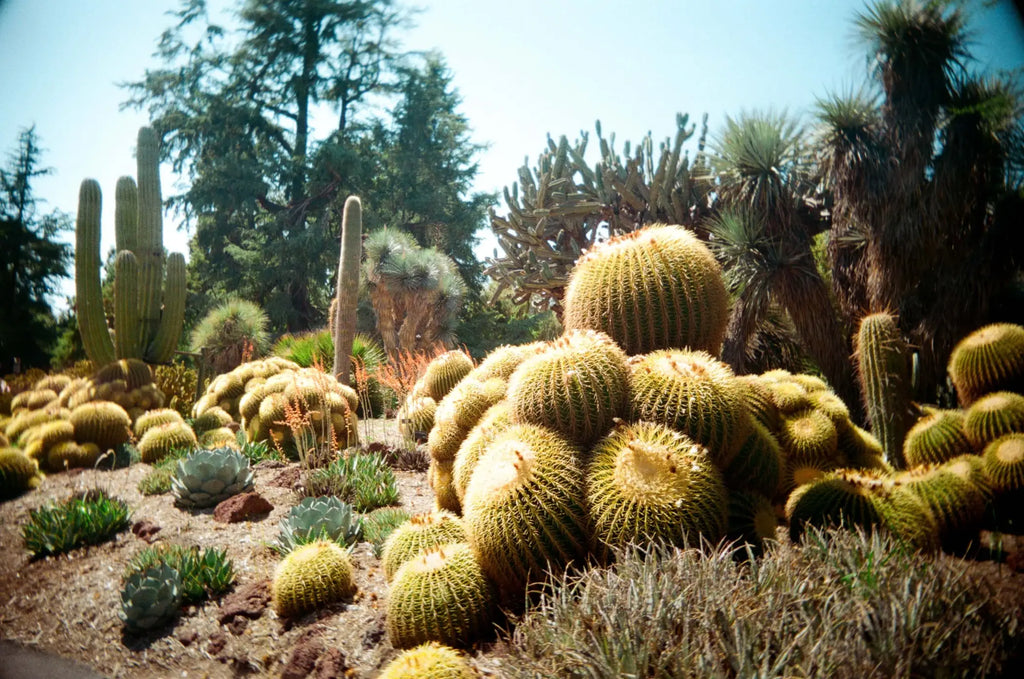 A cluster of golden-yellow, spiky barrel cacti with rounded bodies and dense ribs.