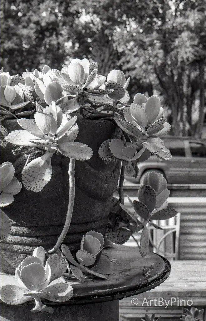 Rustic ceramic pot with spotted succulents in Rio Grande Valley style
