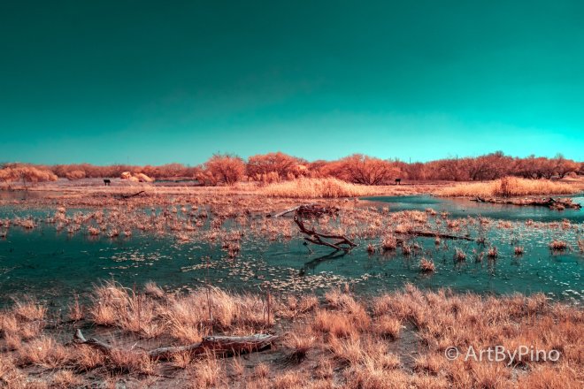 Serene surreal marshland in Estero Llano Grande State Park under teal sky