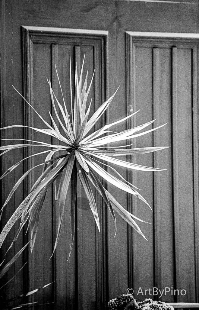 Spiky starburst plant with slender leaves on wooden door, Lower Rio Grande Valley