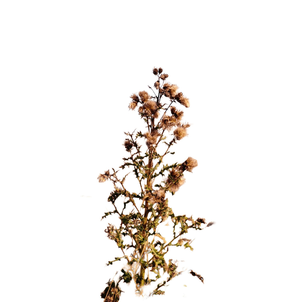A tall, spiky thistle plant with dried, brownish flower heads and green stems stands out against a field of golden grass under a pale blue sky.
