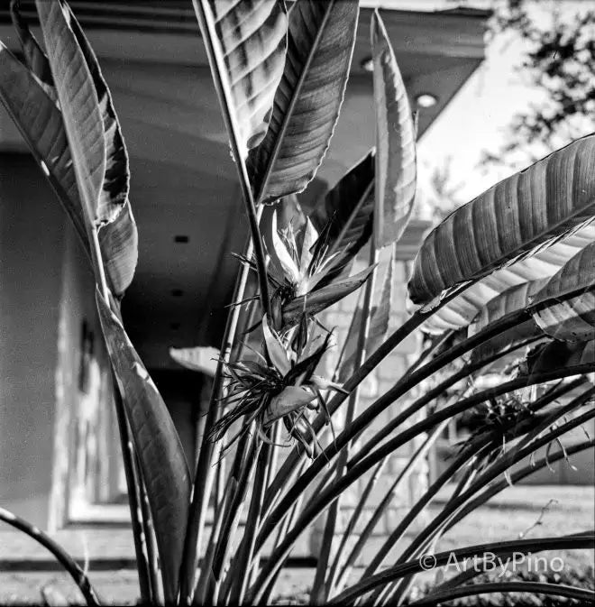 Black-and-white photo of bird-of-paradise plant in Rio Grande Valley