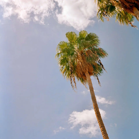Tall palm tree in Kodak Vision3 films, ECN-2 processed, blue sky.