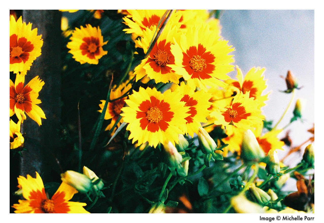 yellow and red flowers on harman phoenix 35mm film by michelle parr