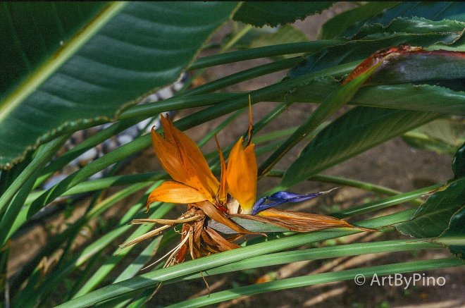 Vibrant bird-of-paradise flower in lower Rio Grande Valley foliage