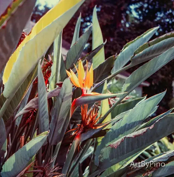 9 reasons Why Film Photography Is Coming Back