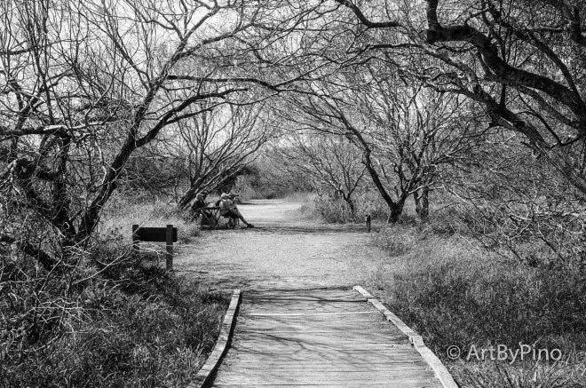 Wooden boardwalk through leafless tree archway, Epson V600 view fullsize