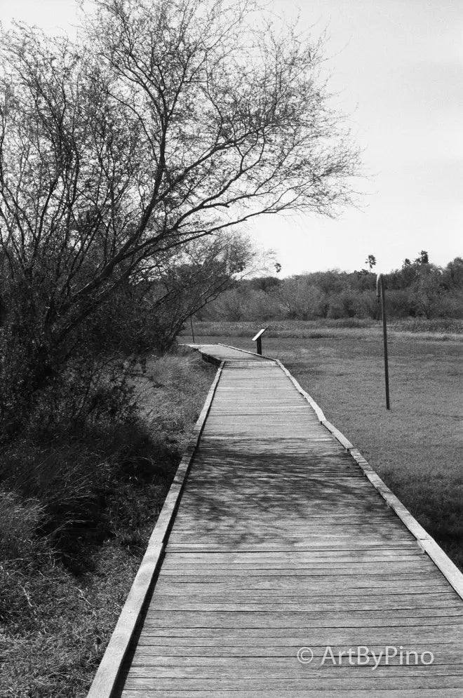 Wooden boardwalk path scanned with Epson V600, view fullsize