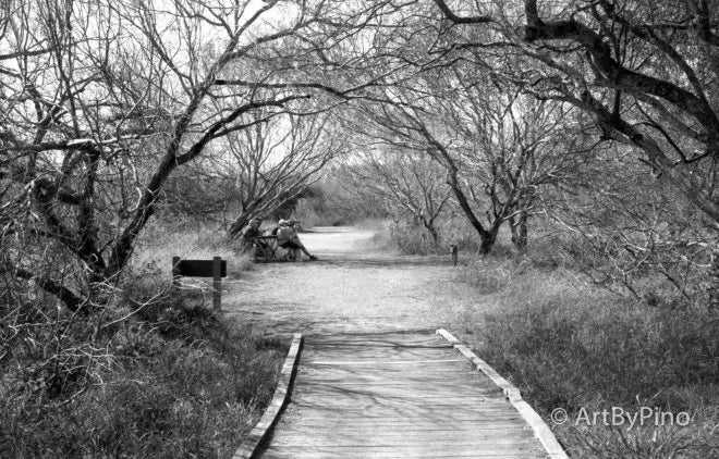 Wooden boardwalk through bare trees scanned with Epson V600, view fullsize