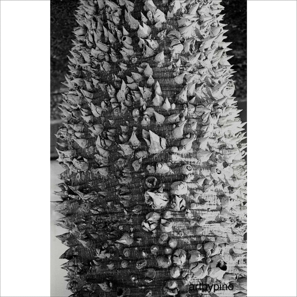 A black-and-white close-up of a tree trunk covered in dense, sharp spines.