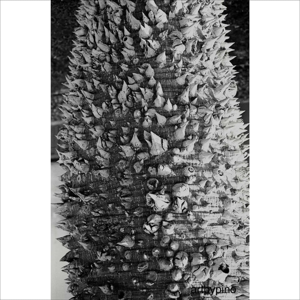A black-and-white close-up of a tree trunk covered in dense, sharp spines.