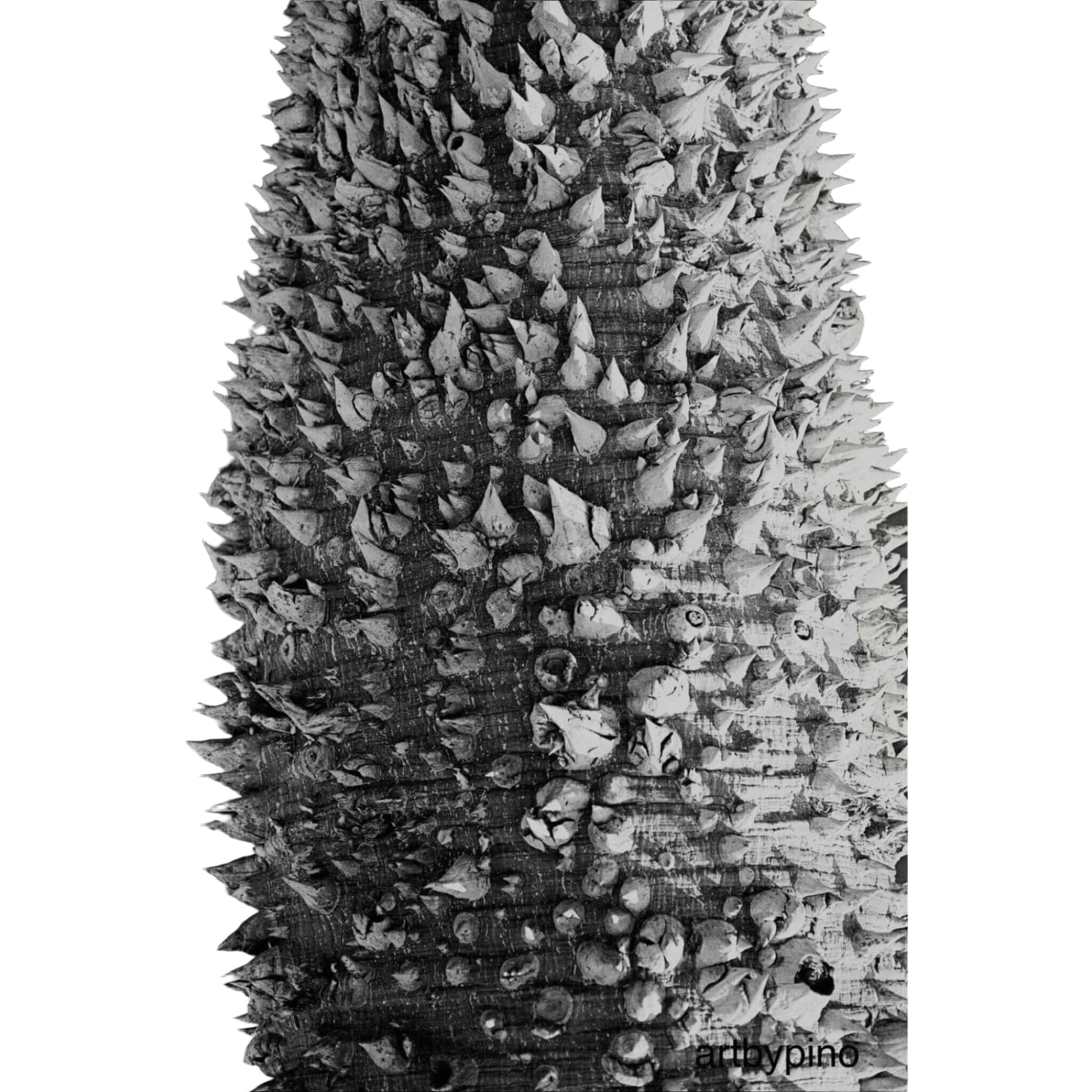 A black-and-white close-up of a tree trunk covered in dense, sharp spines.