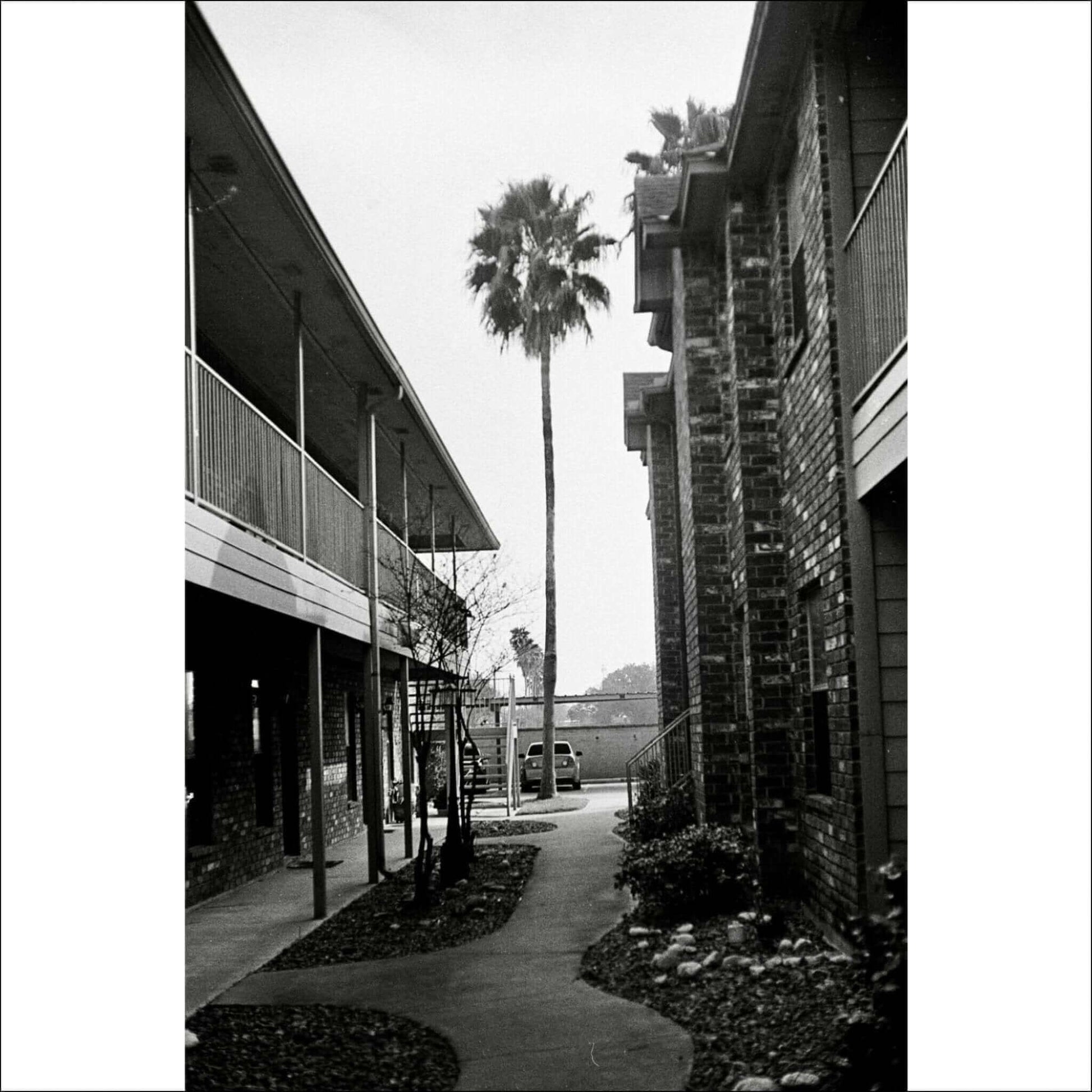 Black and white image of a palm tree between buildings, showcasing a tranquil courtyard with vintage charm.