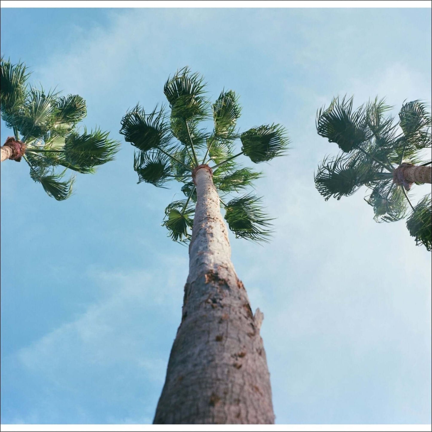 Low-angle view of tall palm trees against a blue sky, showcasing their leaves in the sunlight.
