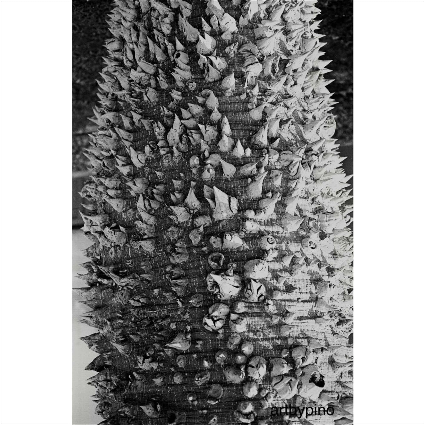 Close-up of a spiky tree trunk showcasing unique textures and details in black and white.