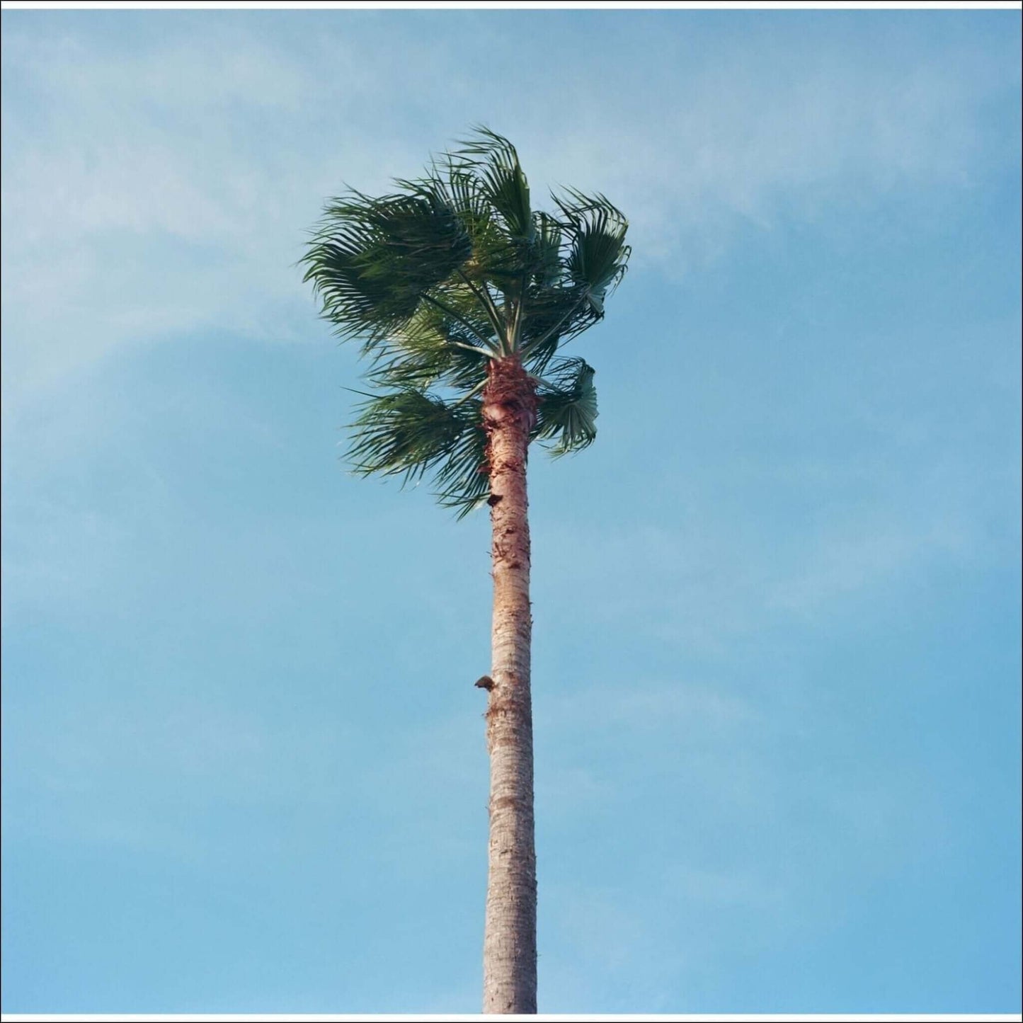 Tall palm tree swaying gently against a clear blue sky, showcasing vibrant green fronds and textured bark.