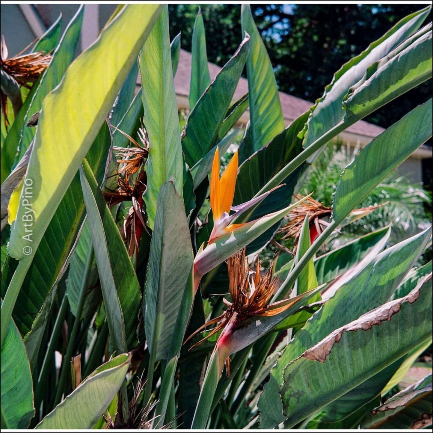 Vibrant close-up of bird of paradise flowers amidst lush green leaves.